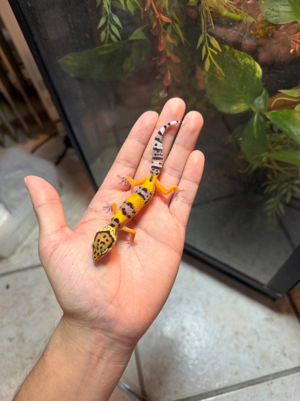 GECKO LEOPARDO HIGH YELLOW POSS HET RAINWATER INCUBADO PARA HEMBRA 224