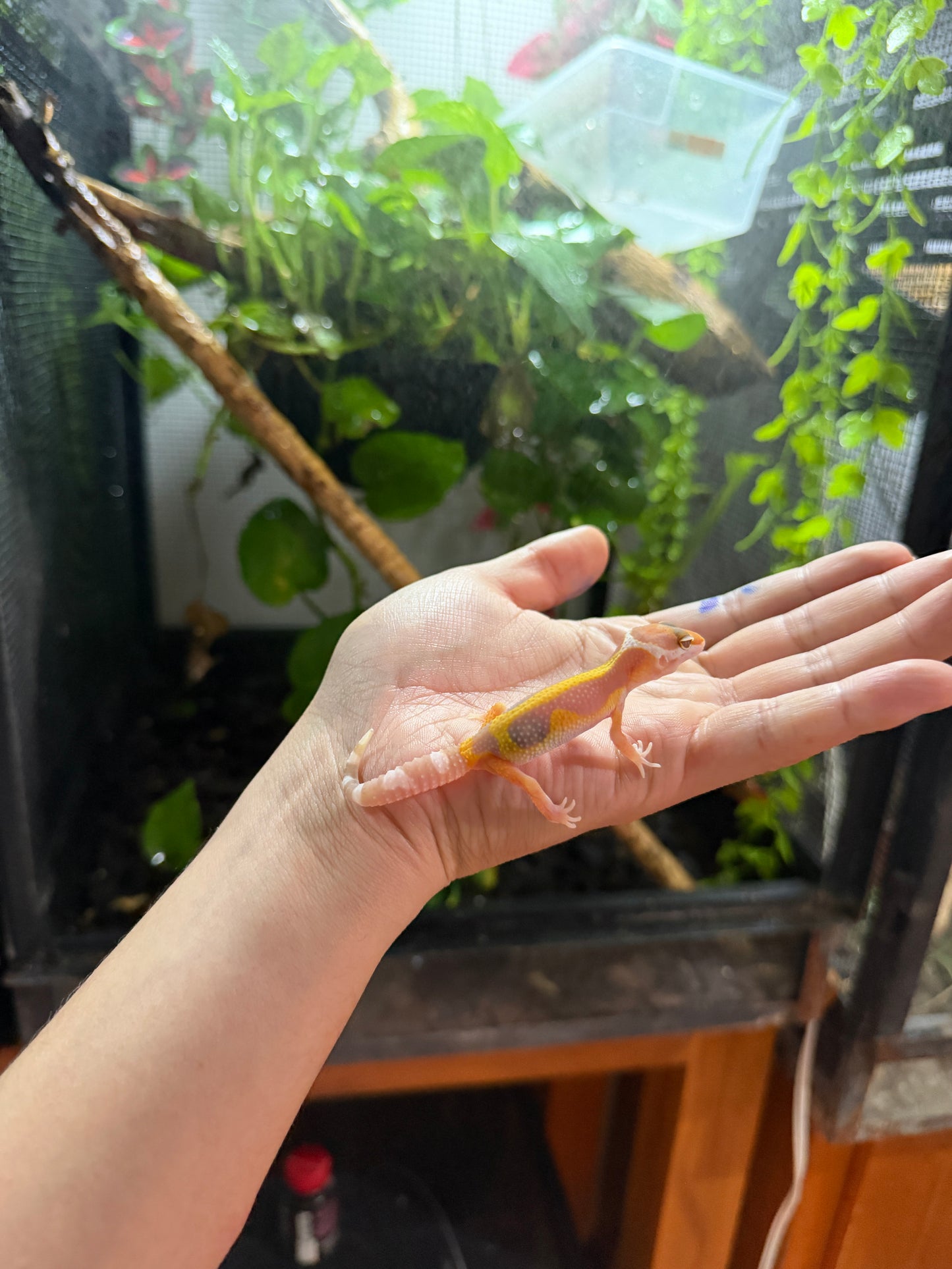 GECKO LEOPARDO TANGERINE TREMPER REVERSE STRIPE 62