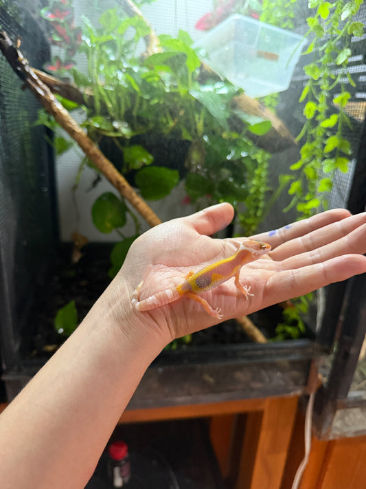 GECKO LEOPARDO TANGERINE TREMPER REVERSE STRIPE 62