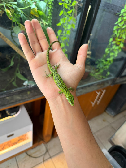 ABRONIA GRAMINEA JUVENIL (NACIDAS EN PIMVS)
