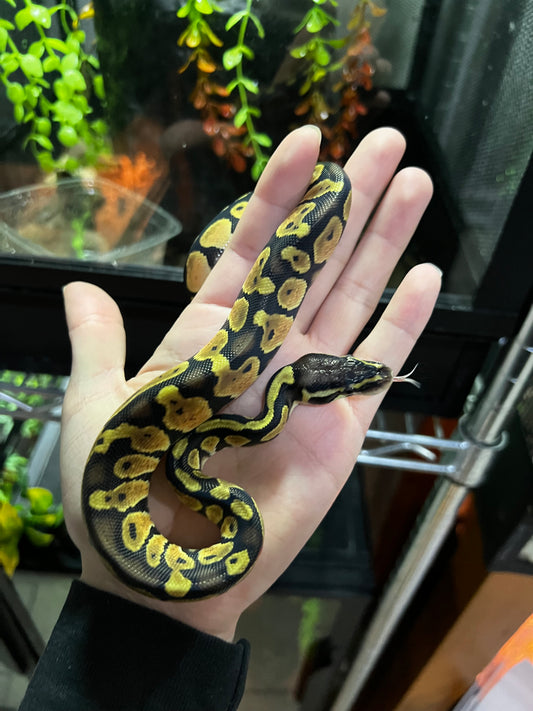 PASTEL MACHO 46