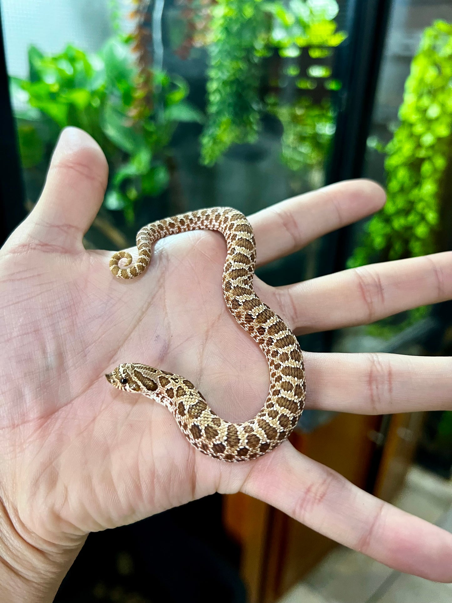 RED HOGNOSE POSS MACHO
