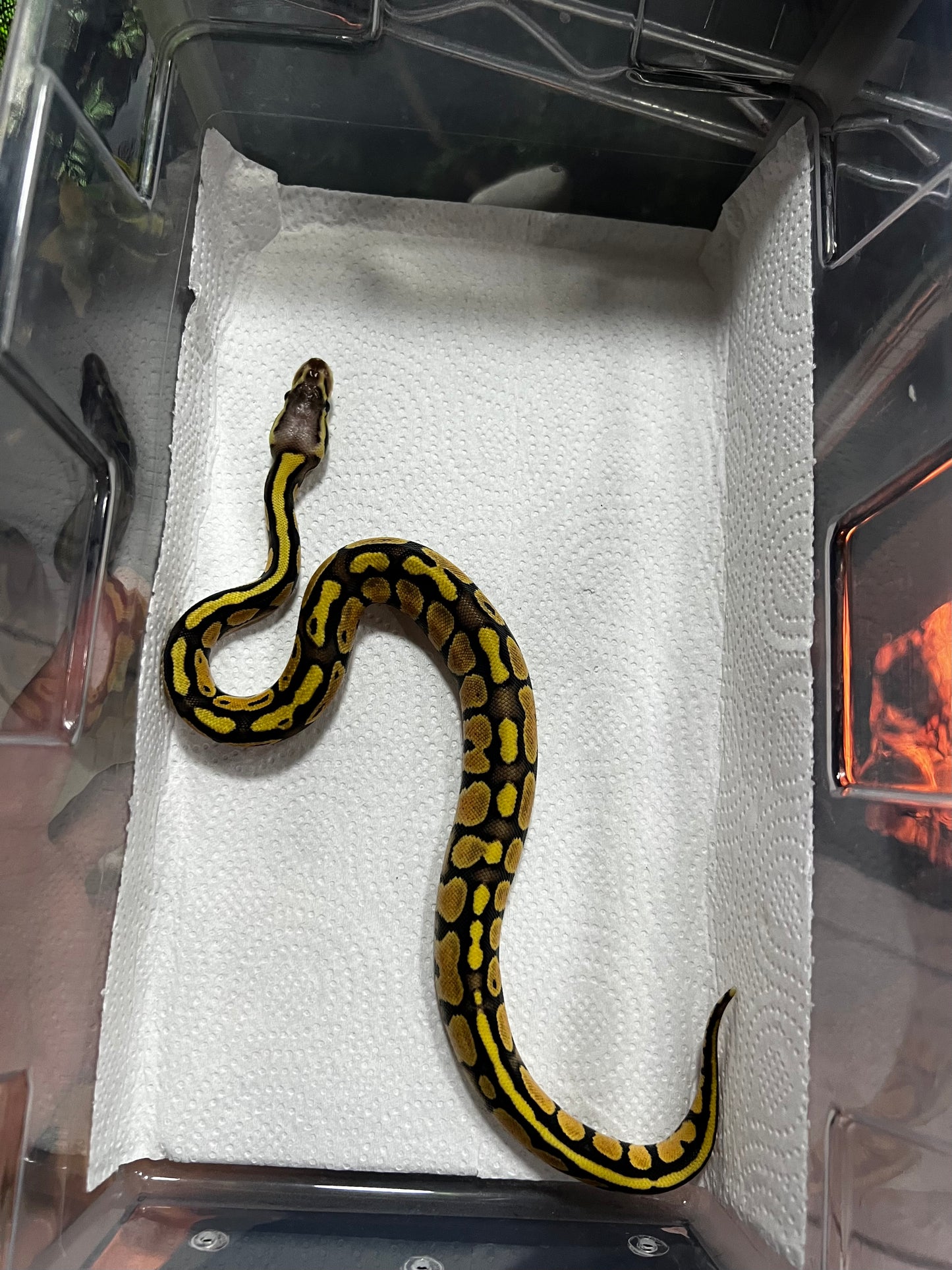 FIREFLY HEMBRA 48