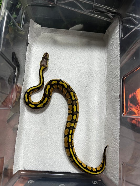 FIREFLY HEMBRA 48