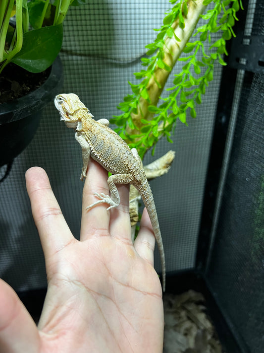 DRAGÓN BARBUDO 5