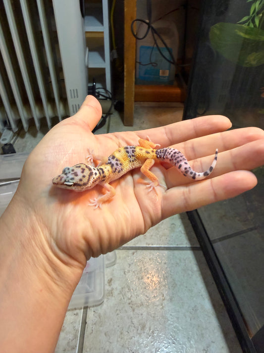GECKO LEOPARDO HY HET TYPHOON INCUBADO PARA HEMBRA 162