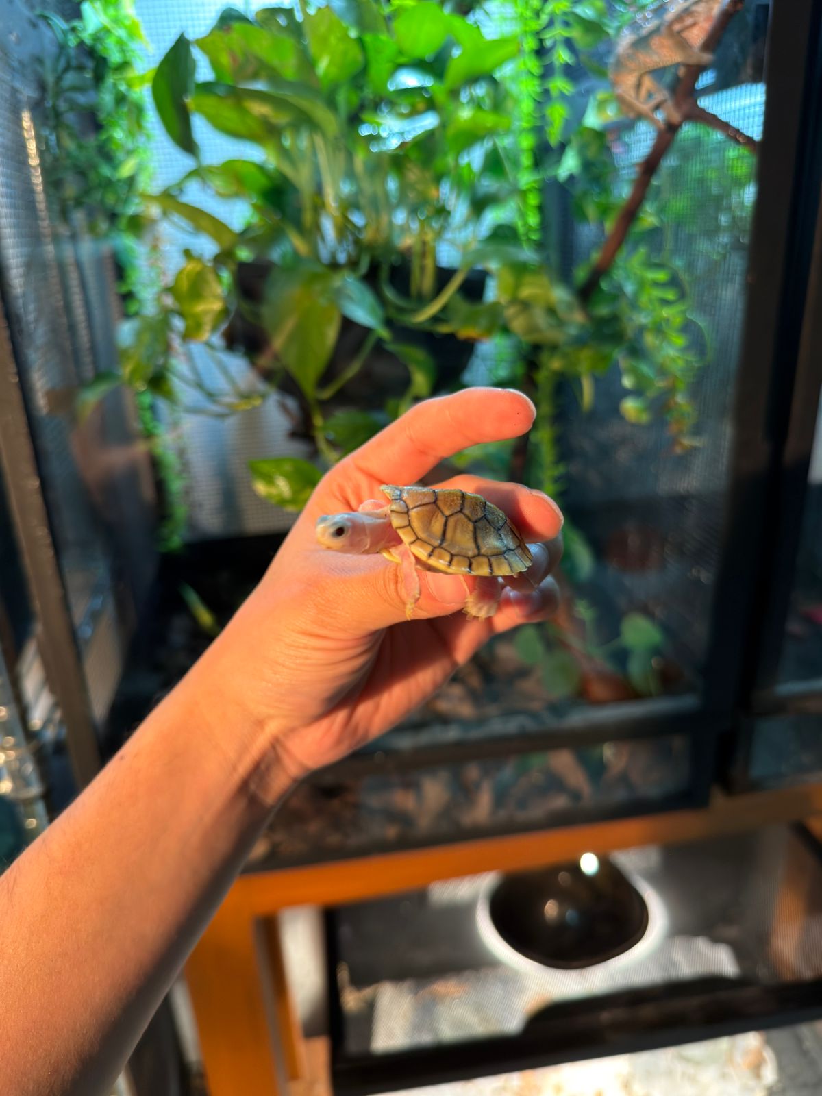 TORTUGA OREJAS ROJAS CARAMEL PINK