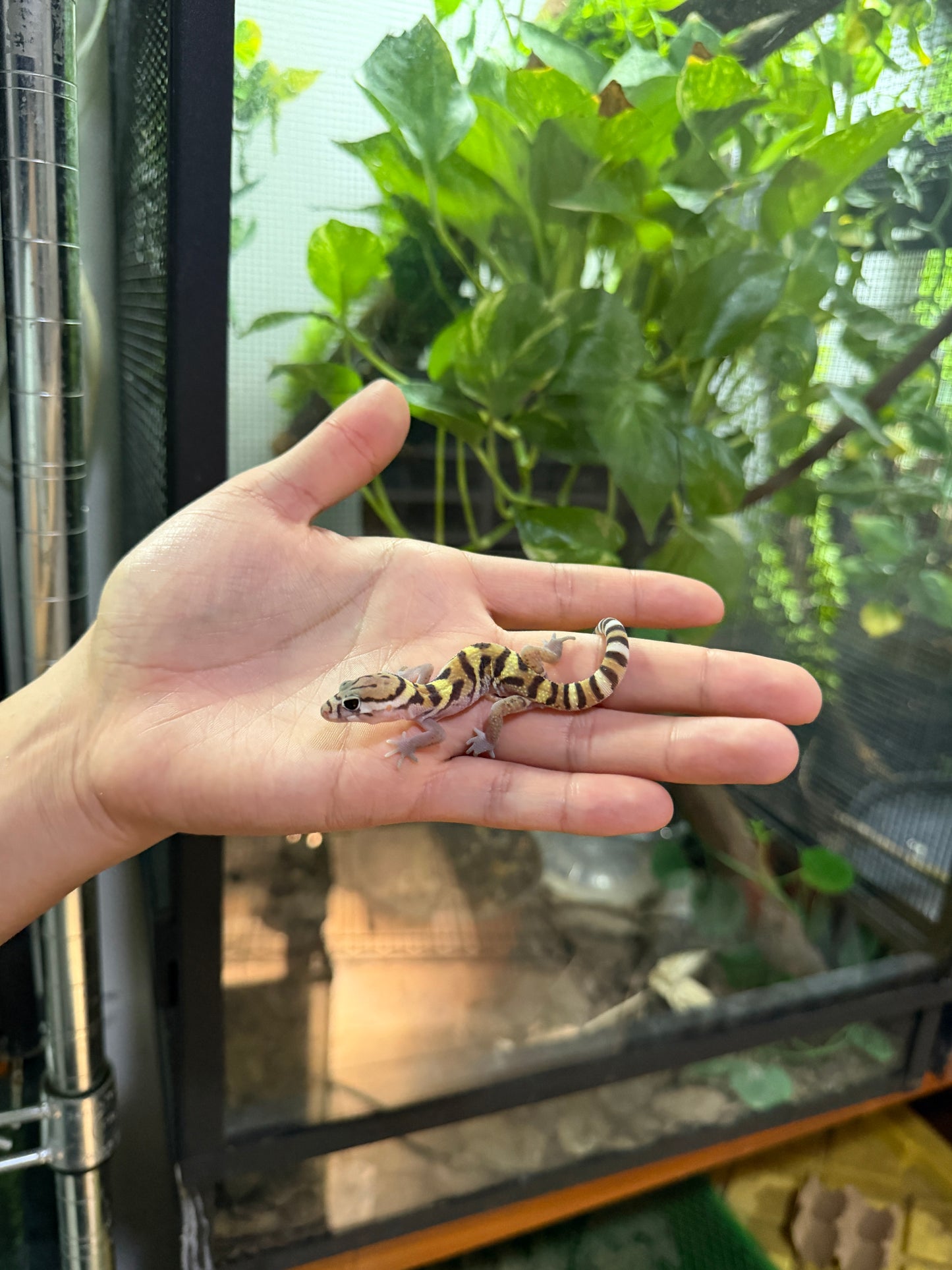 GECKO BANDEADO s/s (Coleonyx mitratus) 2