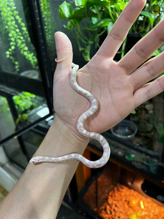 SERPIENTE MAICERA SNOW HEMBRA  45