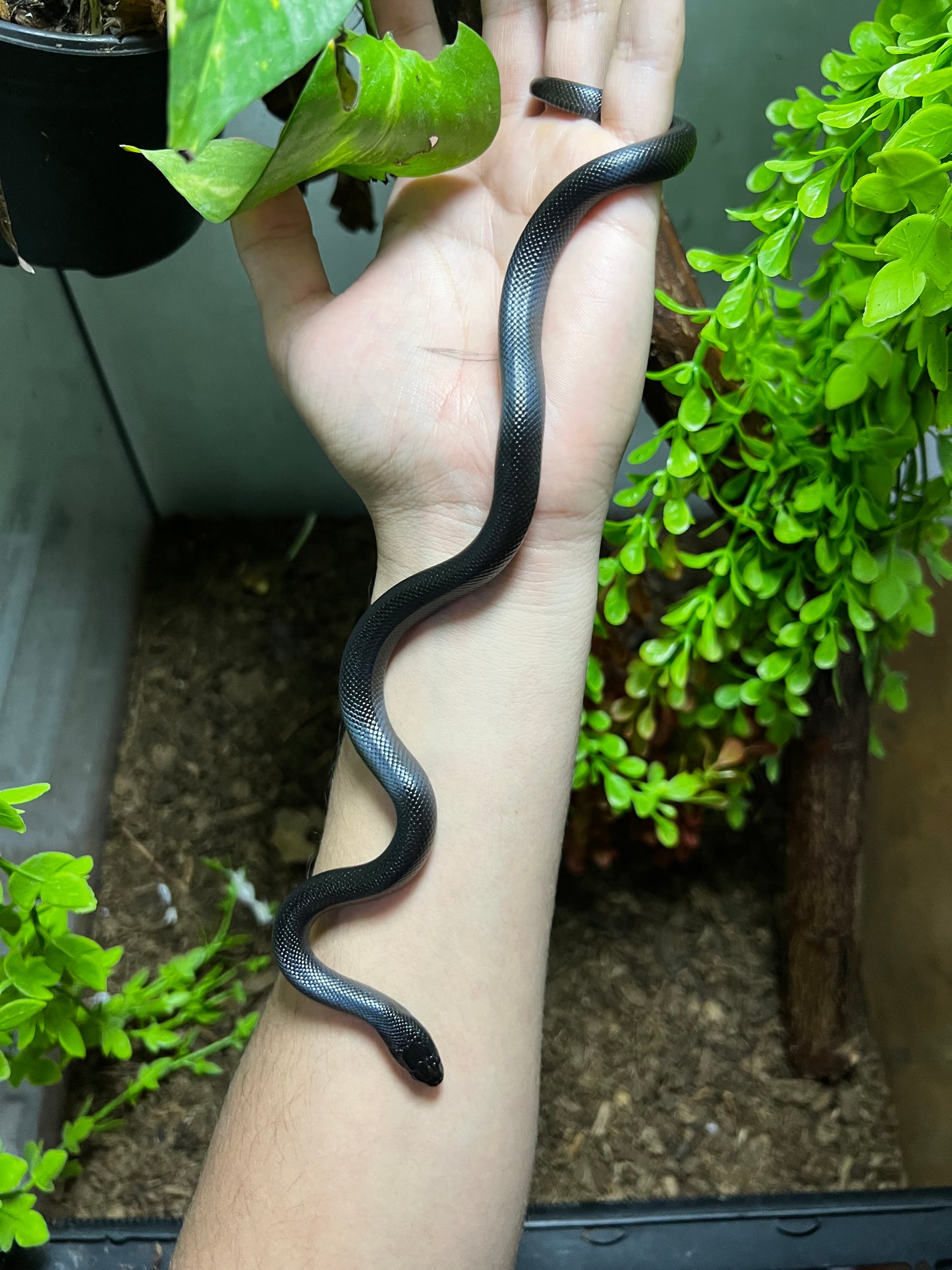 REY NEGRA MEXICANA MACHO 74