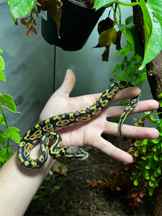 PASTEL HET CLOWN HEMBRA 88
