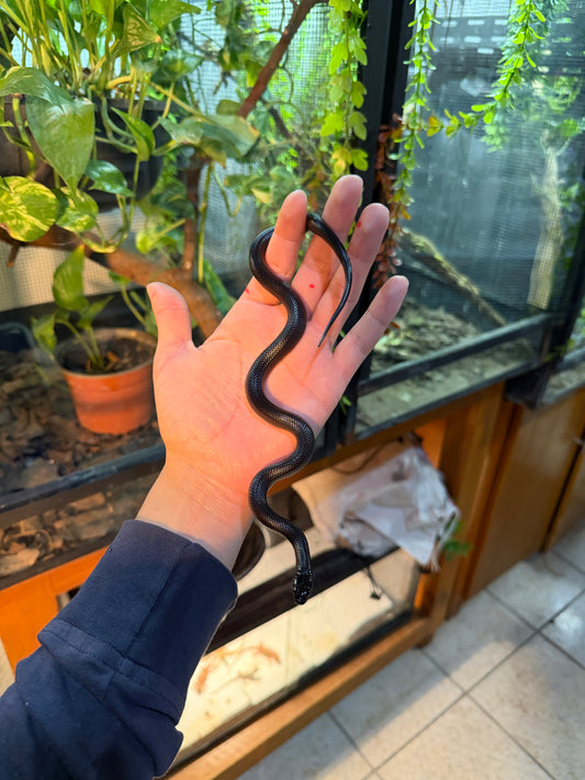 REY NEGRA MEXICANA MACHO 2