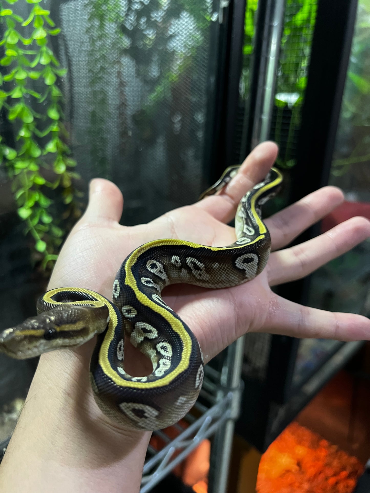 MOJAVE CYPRESS HEMBRA 92