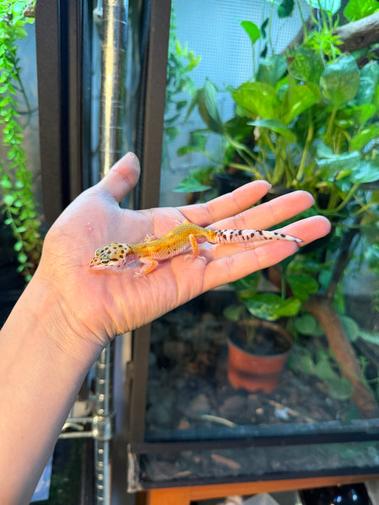 GECKO LEOPARDO TANGERINE HET TREMPER  100