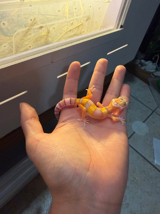 GECKO LEOPARDO RAINWATER HET MP PH RAINWATER INCUBADO PARA HEMBRA 159