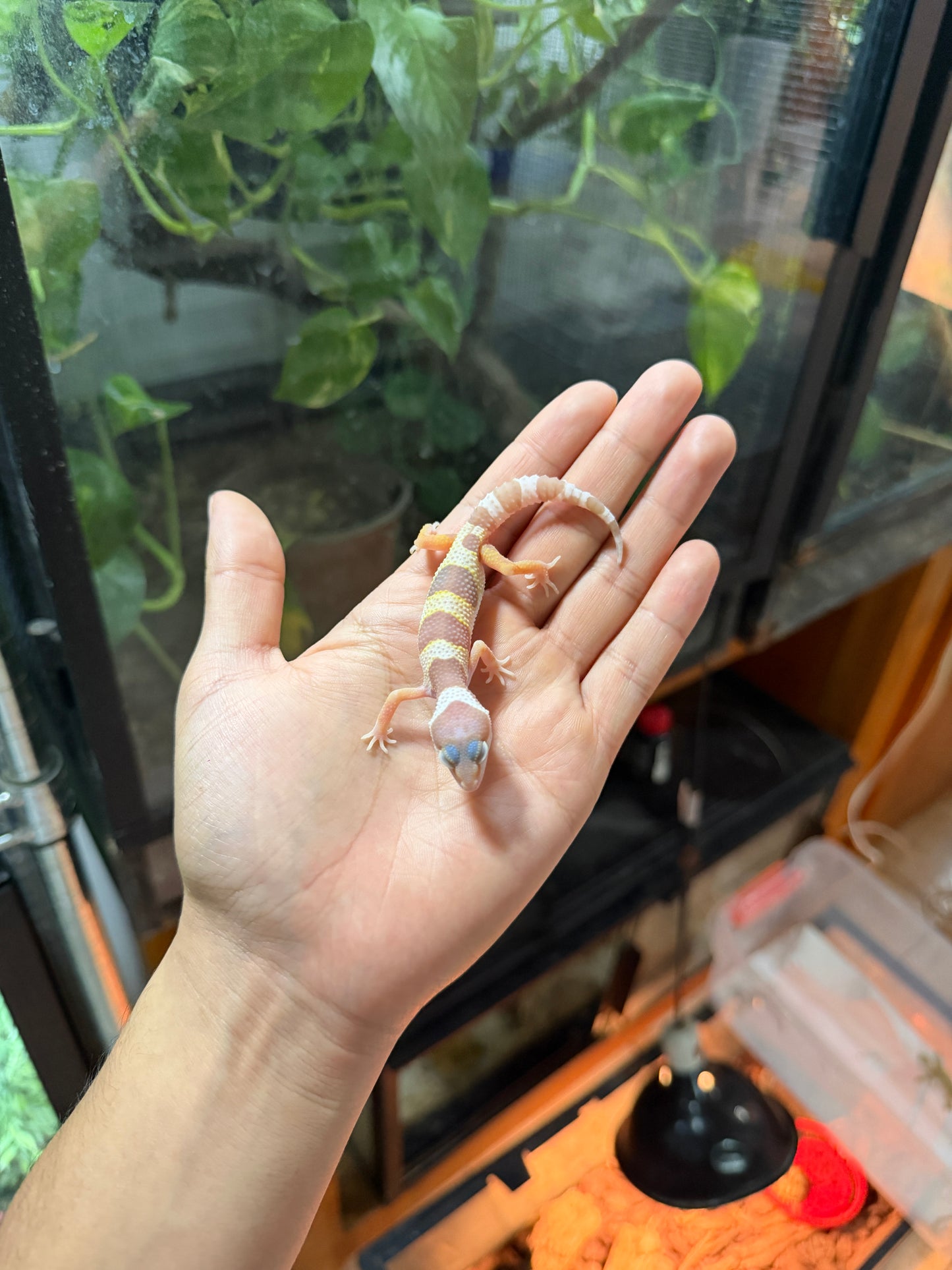 GECKO LEOPARDO MACK SNOW ALBINO TREMPER TANGERINE 55