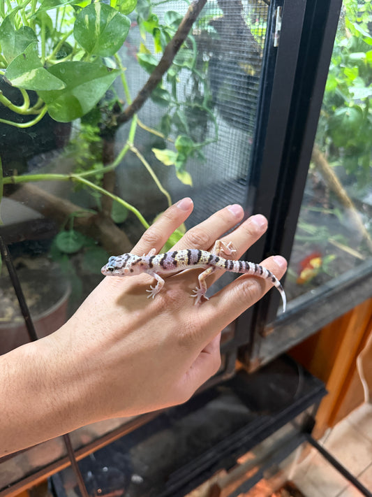 GECKO LEOPARDO MACK SNOW POSS HET TREMPER