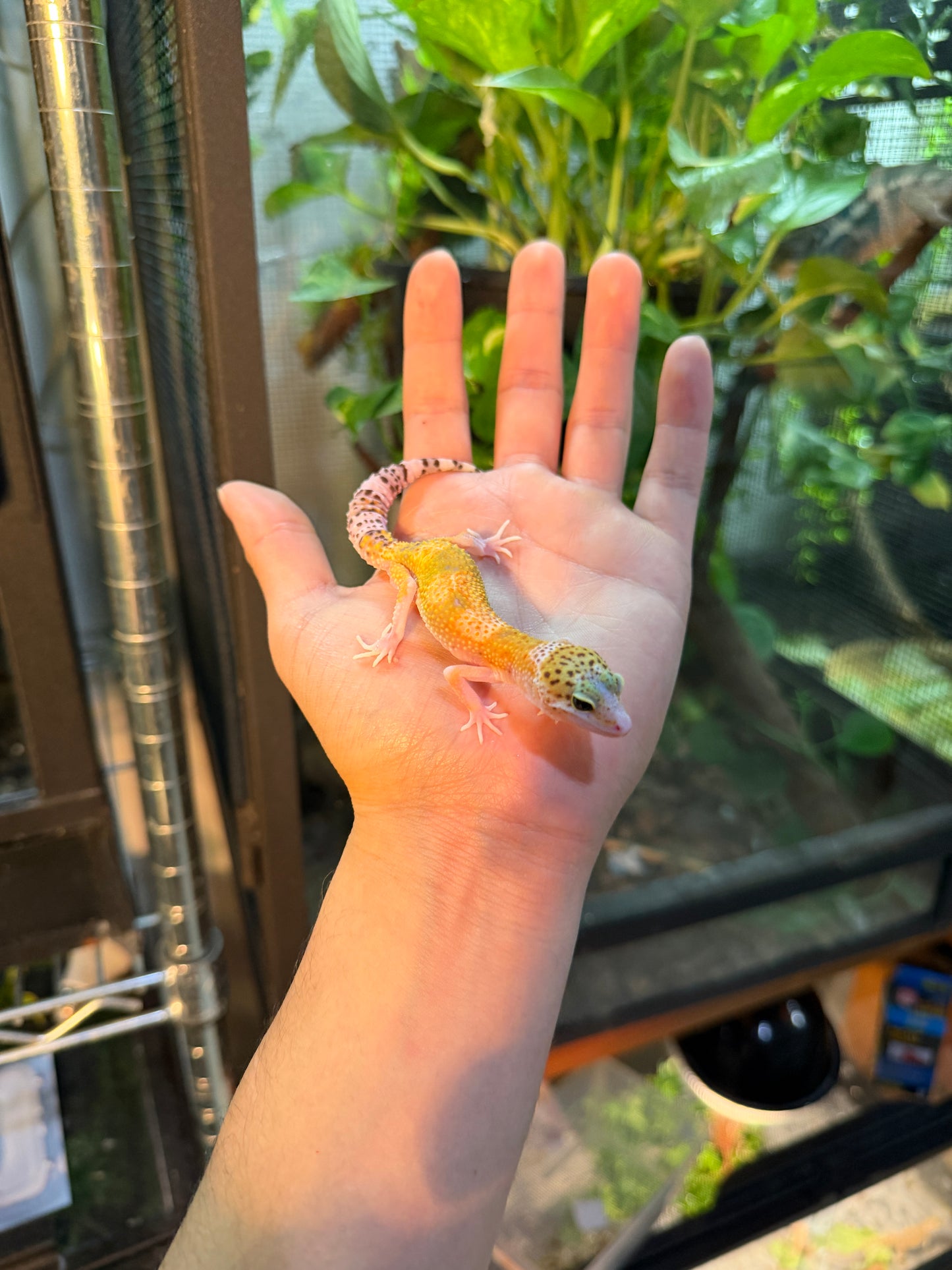 GECKO LEOPARDO ECLIPSE HET TYPHOON 111