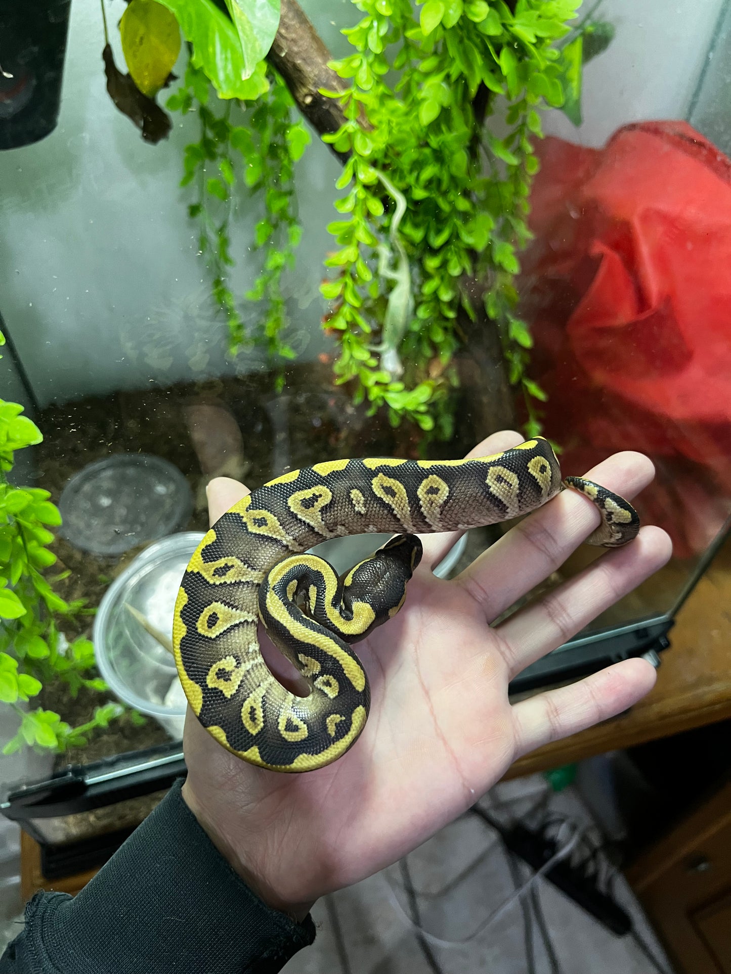 MOJAVE YB HET CLOWN MACHO 72