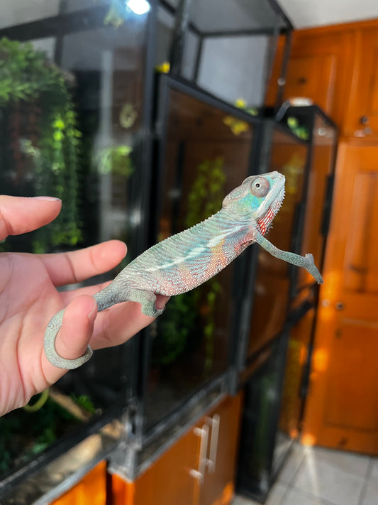 CAMALEÓN PANTERA MACHO AMBILOBE