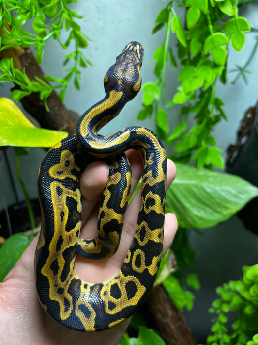 LEOPARD YELLOW BELLY HET CLOWN HEMBRA 78