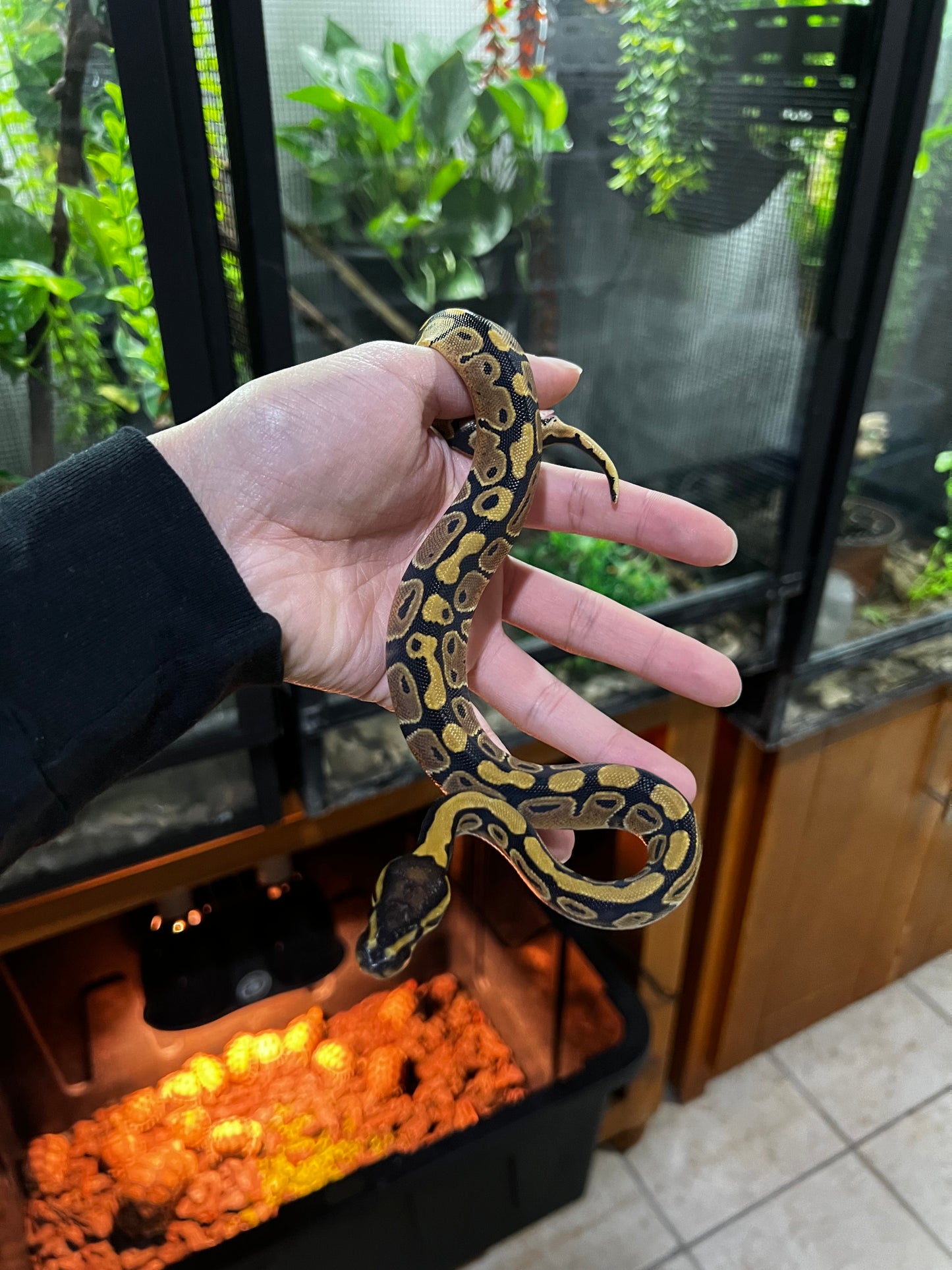 YELLOW BELLY HEMBRA 57
