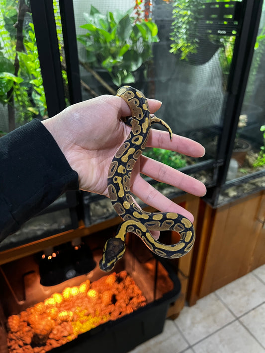 YELLOW BELLY HEMBRA 57