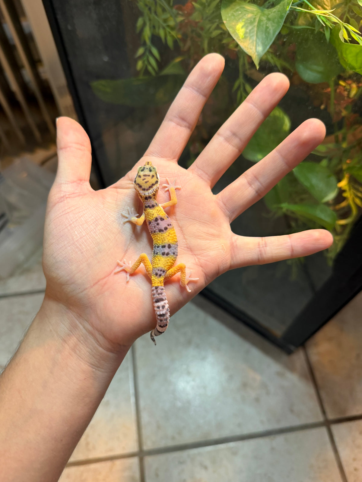 GECKO LEOPARDO HIGH YELLOW POSS HET TYPHOOM INCUBADO PARA 50/50 233