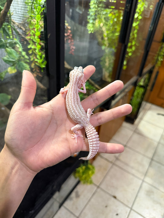 Gecko leopardo RAPTOR S/s 7