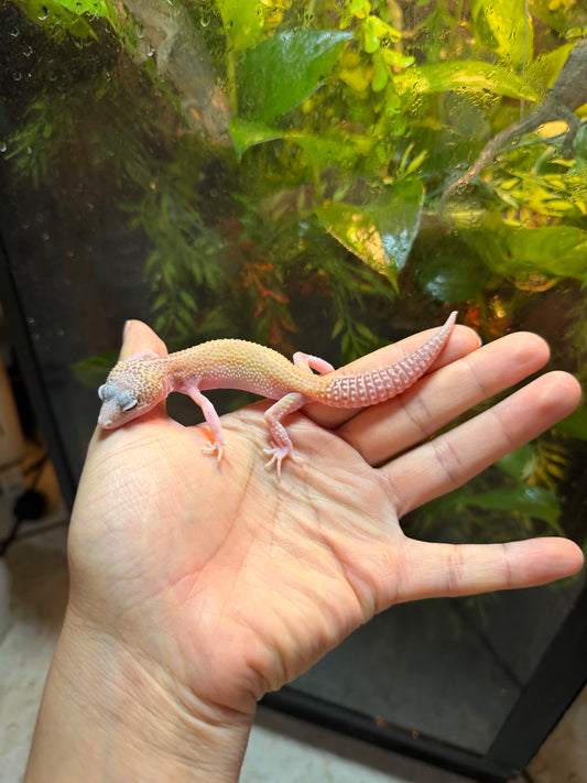 GECKO LEOPARDO RAPTOR INCUBADO PARA MACHO 82