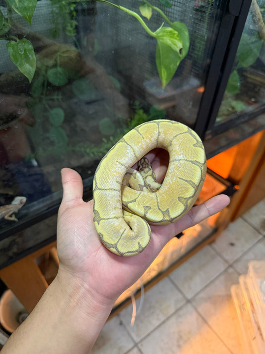 PITÓN BOLA SPIDER FIRE HYPO HEMBRA 3