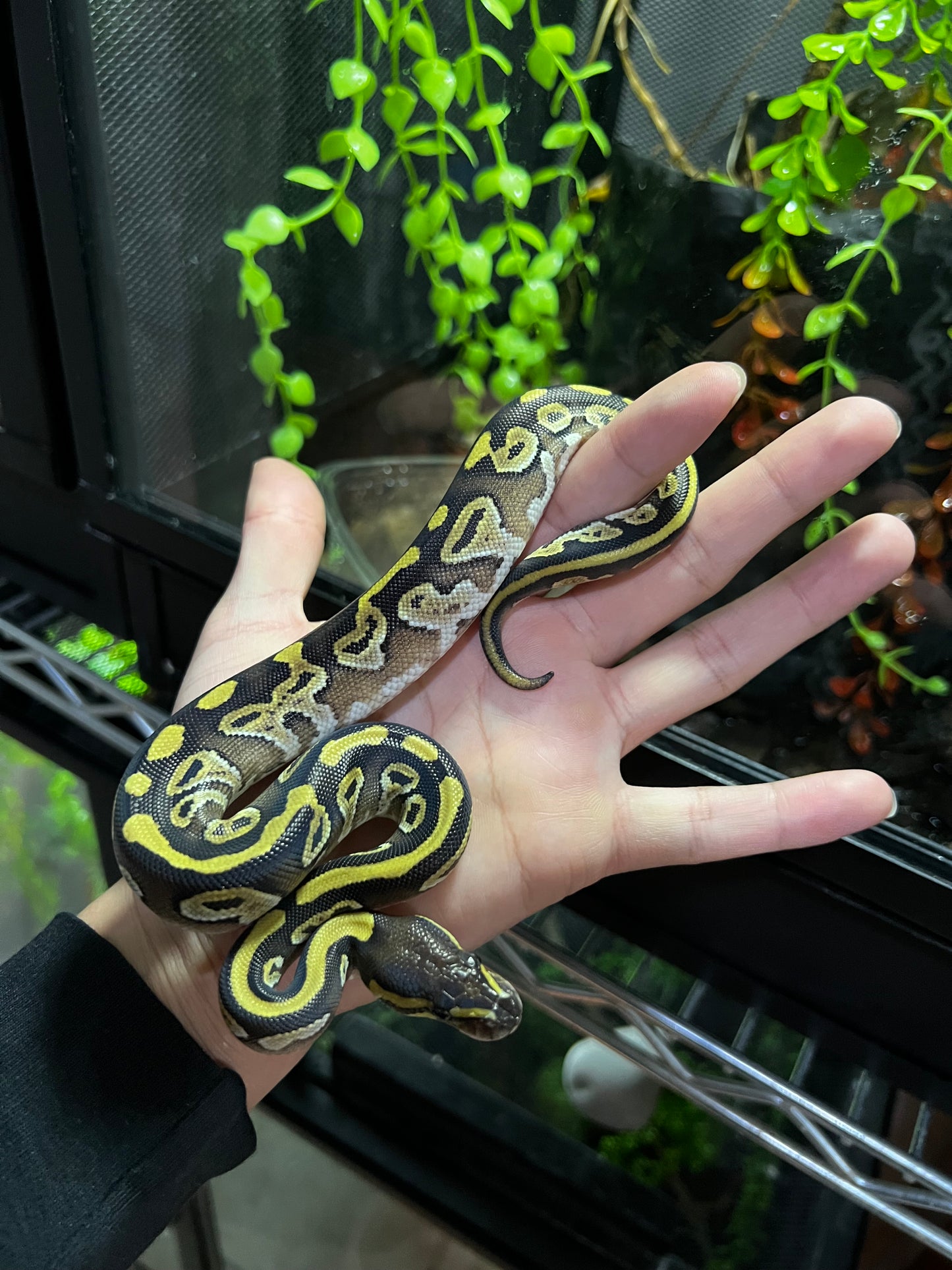 MOJAVE HEMBRA 60