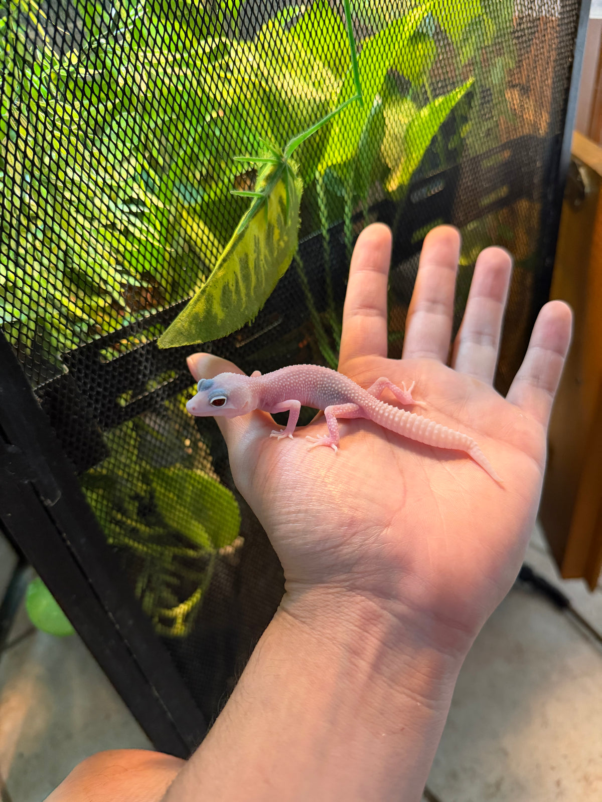 GECKO LEOPARDO BLAZZING BLIZZARD INCUBADO PARA HEMBRA 200