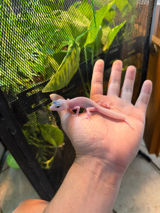 GECKO LEOPARDO BLAZZING BLIZZARD INCUBADO PARA HEMBRA 200