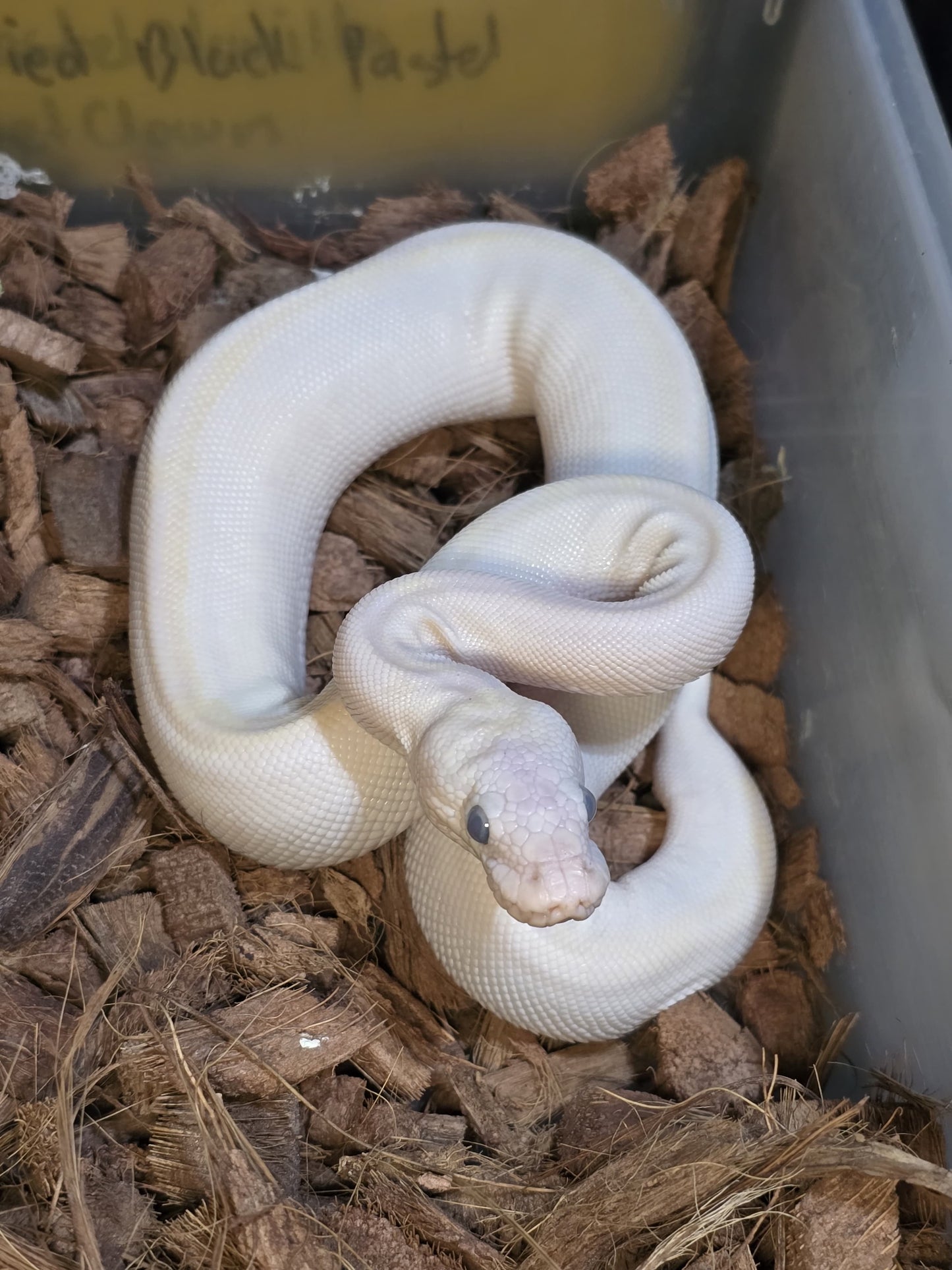 Piton bola leucistica hembra 1