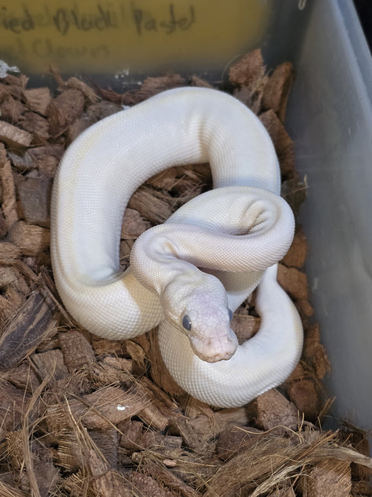 Piton bola leucistica hembra 1