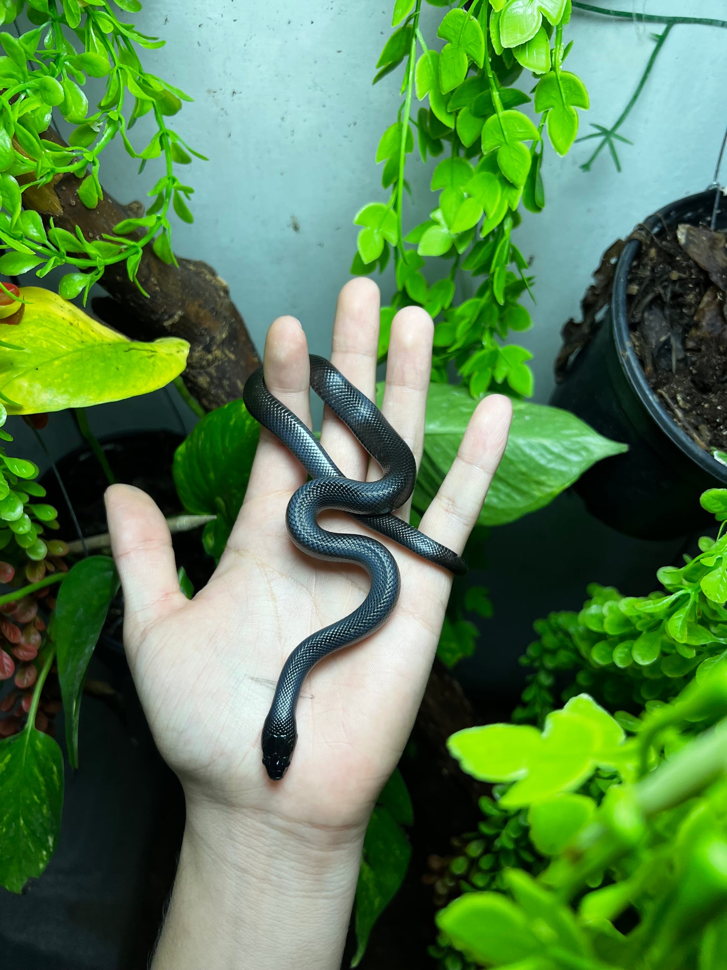 REY NEGRA MEXICANA MACHO 80