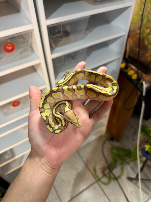 PITÓN BOLA PASTEL LESSER OD MACHO