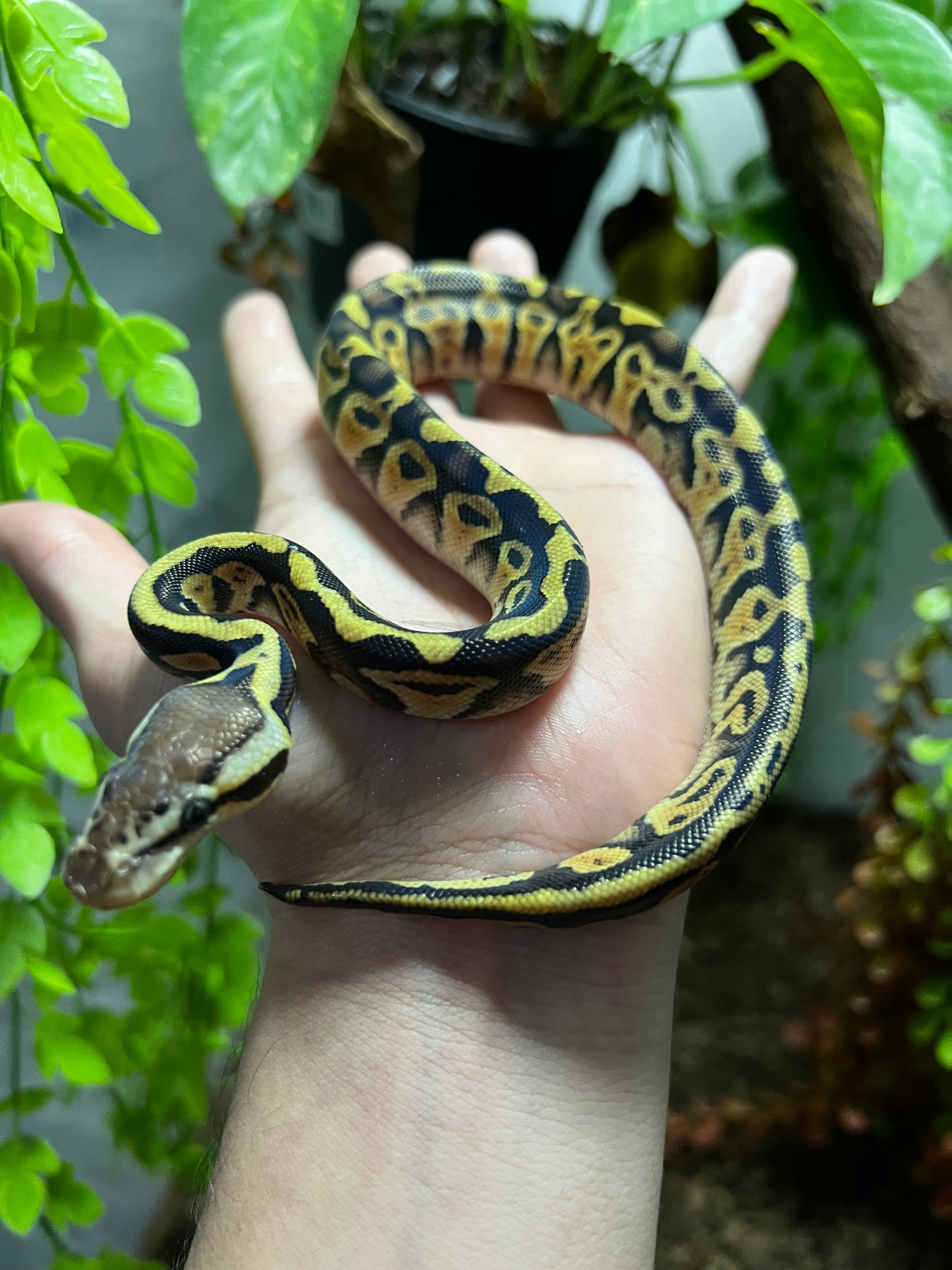 PASTEL HET CLOWN HEMBRA 96