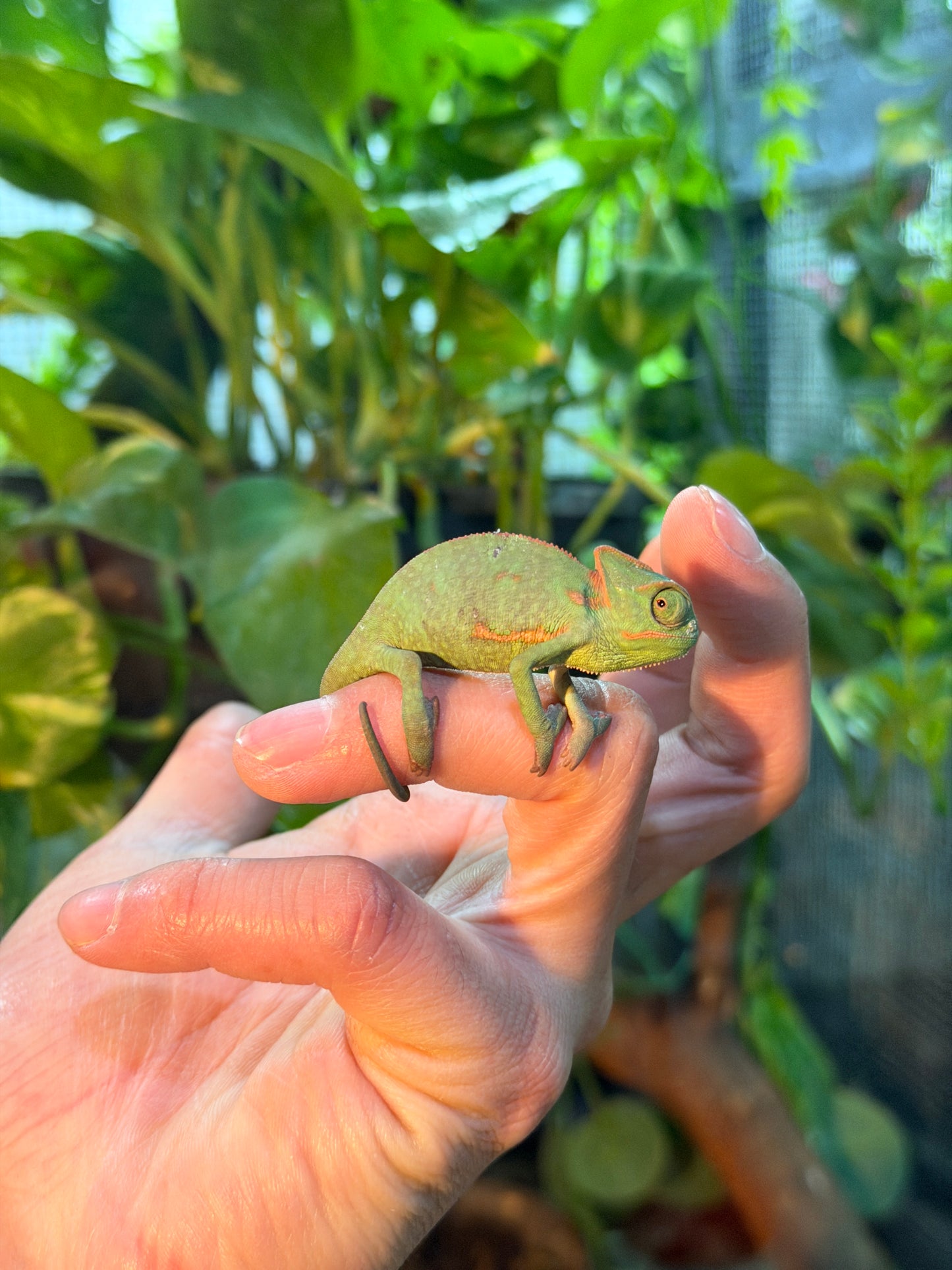 CAMALEONES DE VELO CRÍAS CON APROVECHAMIENTO EMITIDO POR SEMARNAT