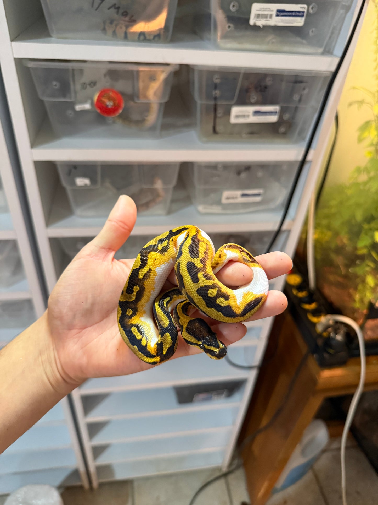 PITÓN BOLA ENCHI YELLOW BELLY PIED MACHO 12-01