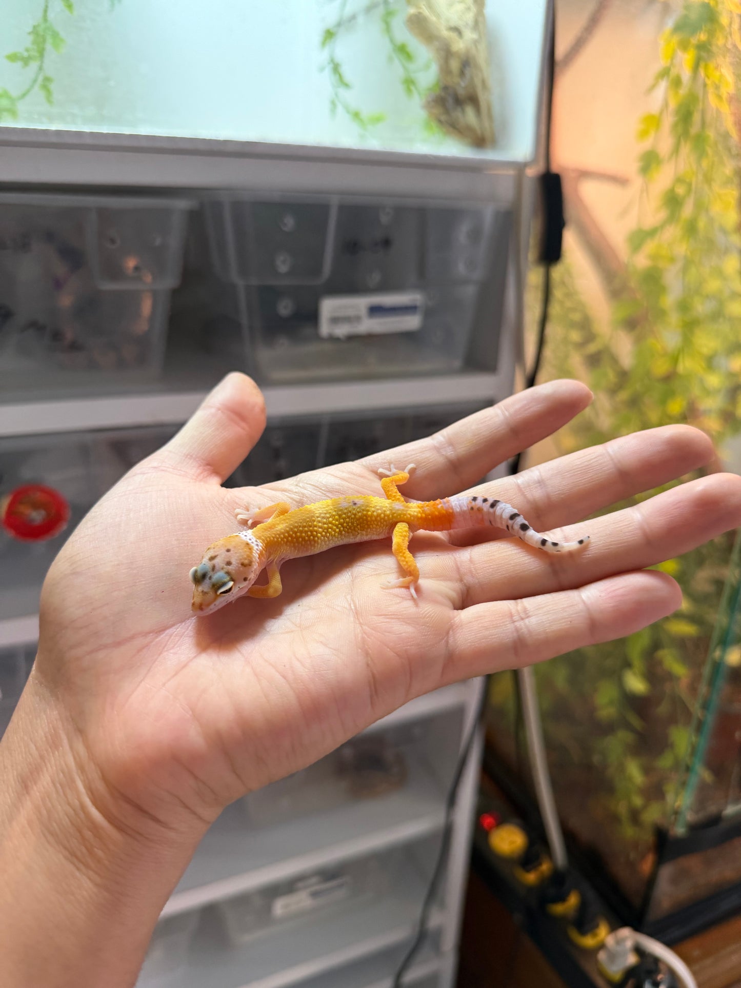 GECKO LEOPARDO HIGH YELLOW HET RAINWATER  3