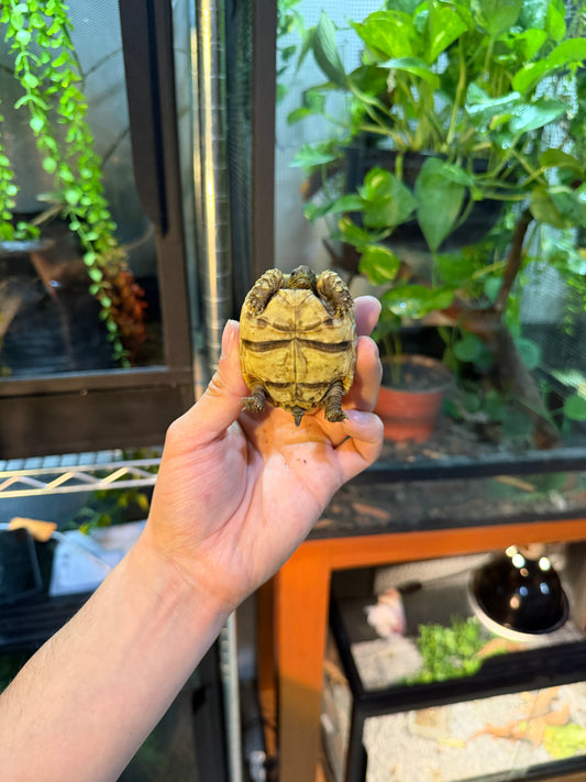 TORTUGA LEOPARDO 9 (Stigmochelys pardalis) CITES2025