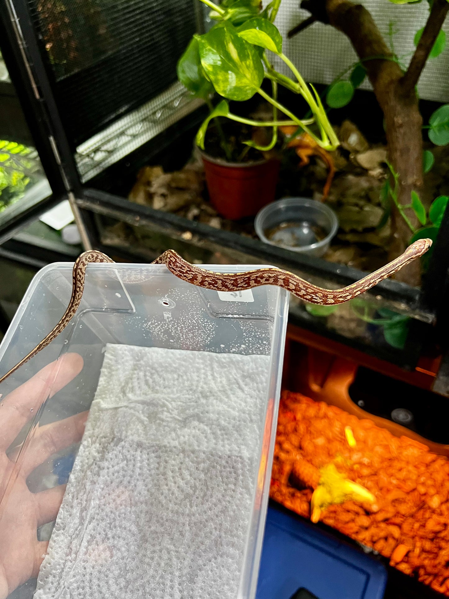 SERPIENTE MAICERA TESSERA HEMBRA 16