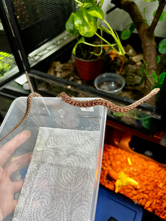 SERPIENTE MAICERA TESSERA HEMBRA 16