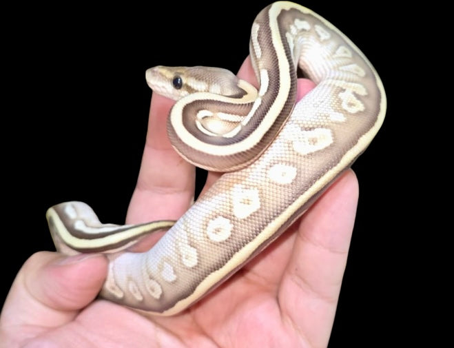 CYPRESS LESSER PASTEL LEOPARD