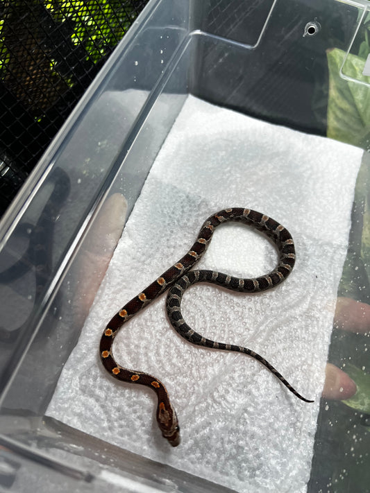 SERPIENTE MAICERA NOMINAL HEMBRA 27