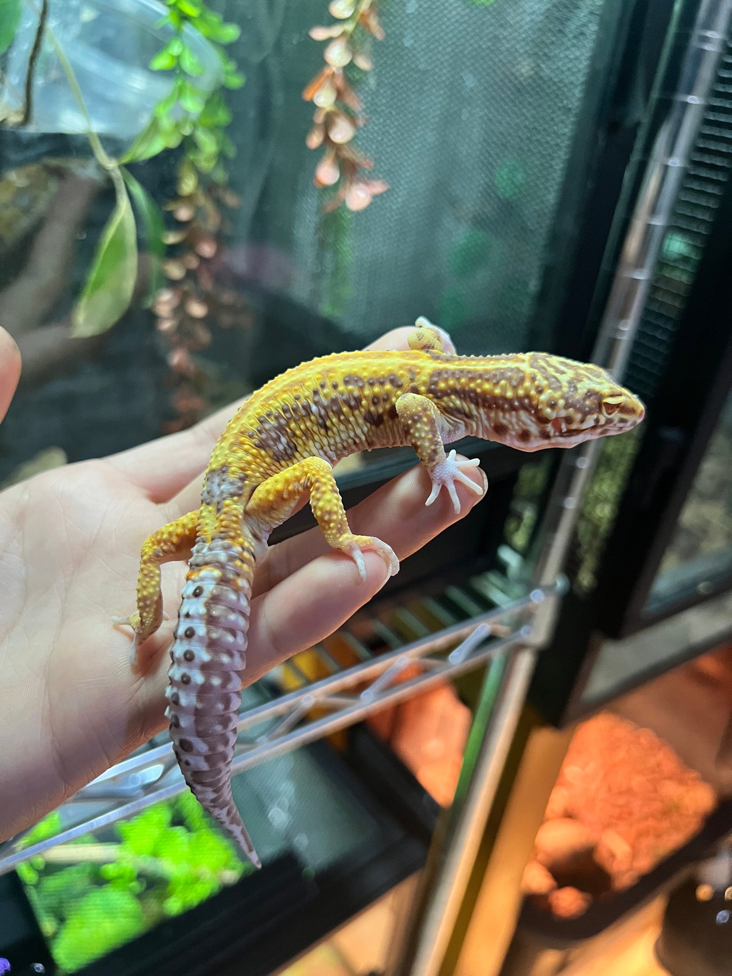 BEL ALBINO HEMBRA 36