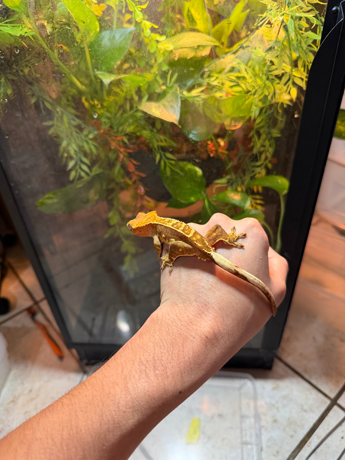 GECKO CRESTADO HARLEQUIN FLAME JUVENIL 5