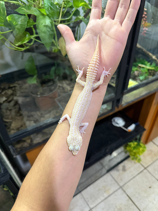 GECKO LEOPARDO W&Y super snow tremper het eclipse macho 1